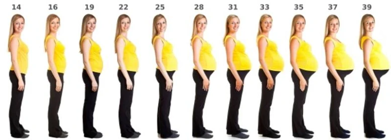 Sin dal concepimento c’è una piccola persona nascosta nel suo corpo, anch’essa con il suo corpo... Le cifre indicano la rispettiva settimana di gravidanza.